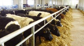 Картинка по теме - как организовать ферму