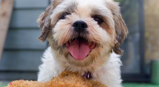 Картинка по теме - как кормить щенка йоркширского терьера