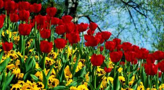 Картинка по теме - как подбирать сочетание цветов