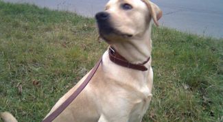 Картинка по теме - как отучить собаку выть