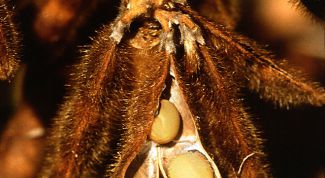 Картинка по теме - как готовить сою