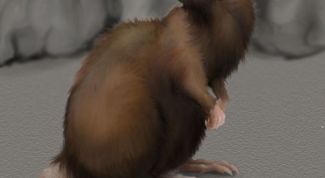 Картинка по теме - как нарисовать крыс