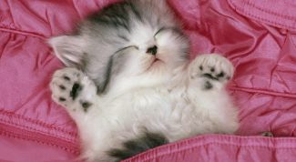 Картинка по теме - как найти котенка