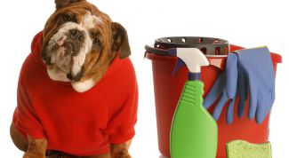 Картинка по теме - как избавиться от собачьего запаха