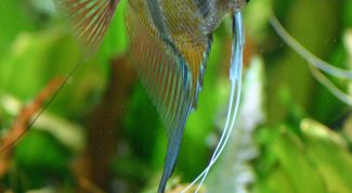 Картинка по теме - как определить пол скалярии