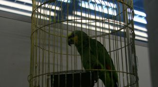 Картинка по теме - как перевезти попугая