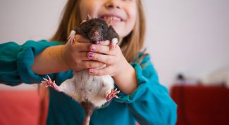 Картинка по теме - как играть с крысой