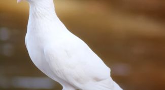 Картинка по теме - как отличить голубя от голубки