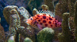 Картинка по теме - как установить фильтр аквариумный