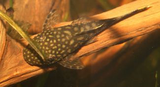 Картинка по теме - как кормить сома