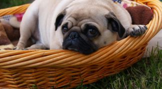 Картинка по теме - как назвать мопса