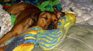 Картинка по теме - как перевоспитать собаку