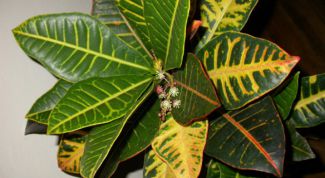 Картинка по теме - как пересаживать кротон