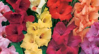 Картинка по теме - как подготовить гладиолусы к посадке