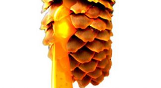 Картинка по теме - как очистить от смолы