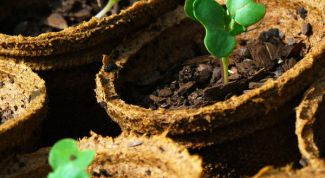 Картинка по теме - как пикировать рассаду цветов