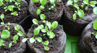 Картинка по теме - как пикировать лобелию