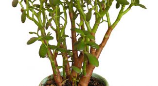 Картинка по теме - как прищипывать цветы