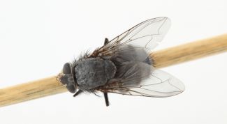 Картинка по теме - как избавиться от мошек в доме