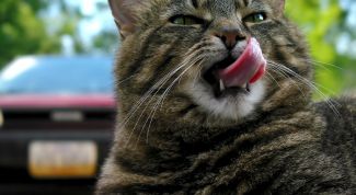 Картинка по теме - как отучить кота есть цветы