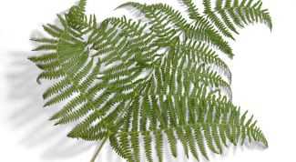 Картинка по теме - как пересаживать папоротник