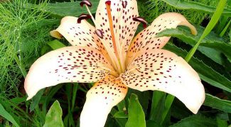 Картинка по теме - как пересаживать лилии