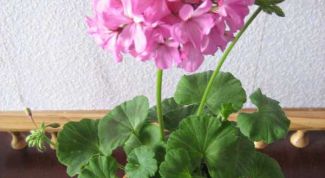 Картинка по теме - как посадить комнатный цветок