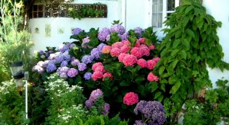 Картинка по теме - как посадить гортензию