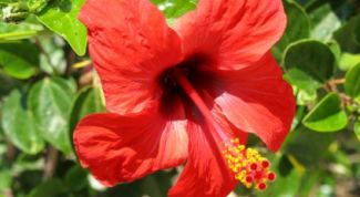 Картинка по теме - как вырастить гибискус