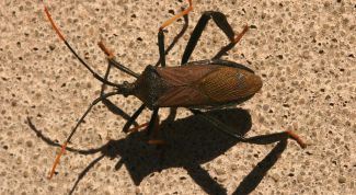 Картинка по теме - как играть в жука