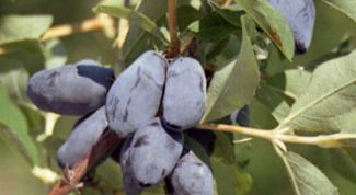 Картинка по теме - как готовить варенье из жимолости