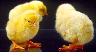 Картинка по теме - как кормить цыплят