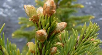 Картинка по теме - как очистить лёгкие от смолы