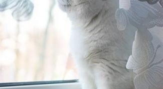 Картинка по теме - как назвать белую кошку