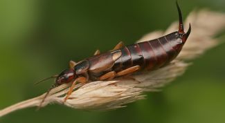 Картинка по теме - как избавиться от двухвостки