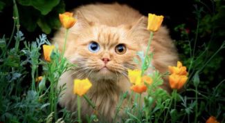 Картинка по теме - как распознать аллергию