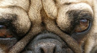 Картинка по теме - как найти хозяина собаки