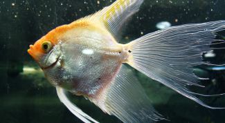 Картинка по теме - как отличить самку от самца скалярия