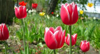 Картинка по теме - как поливать тюльпаны