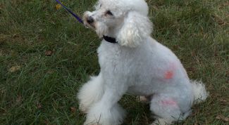 Картинка по теме - как назвать пуделя