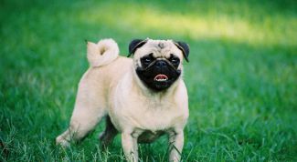 Картинка по теме - как назвать маленькую собачку