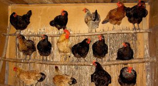 Картинка по теме - как обустроить курятник