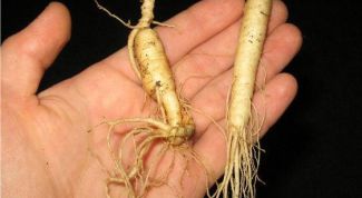 Картинка по теме - как принимать женьшень