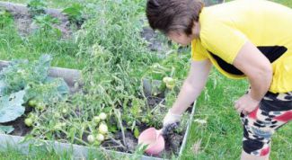 Картинка по теме - как подкормить помидоры