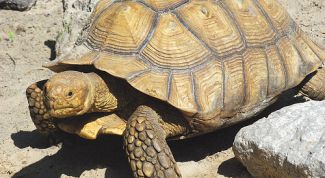 Картинка по теме - как отличить самку черепахи от самца