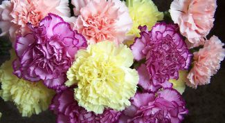 Картинка по теме - как нарисовать гвоздику