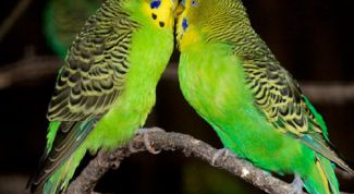 Картинка по теме - как научить попугайчика говорить