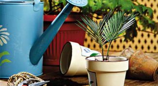 Картинка по теме - как избавиться от мух в цветке