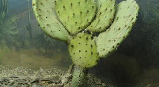 Картинка по теме - как нарисовать кактус