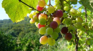 Картинка по теме - как пересадить виноград